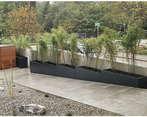 Rij plantenbakken met bamboe op een terras