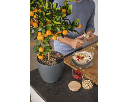 Mandarijnenboom in pot naast muesli op een aanrecht