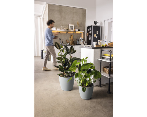 Twee kamerplanten in bijpassende plantenbakken in een moderne keuken.