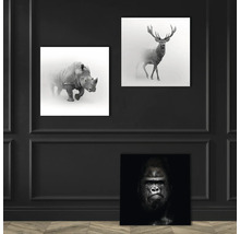 Decoratieve muurafbeeldingen met diermotieven: neushoorn, hert en gorilla