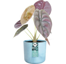 Alocasia kamerplant in blauwe bloempot