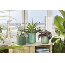 Drie planten in potten op een houten plank voor een raam met uitzicht op zee.