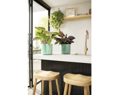 Twee planten in potten op een aanrecht met barkrukken