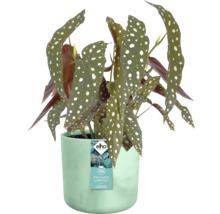 Begonia ''Polka Dot'' in pot