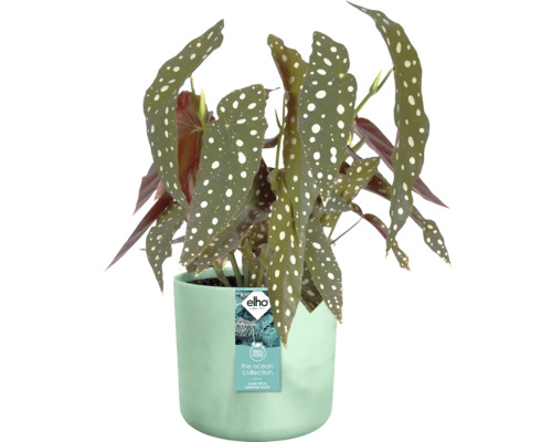 Begonia ''Polka Dot'' in pot