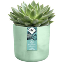 Succulent in bloempot van de Ocean collectie