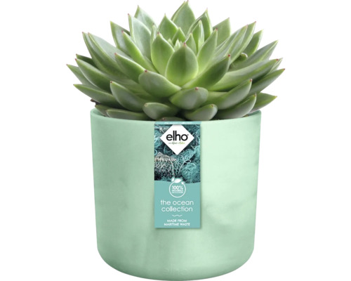 Succulent in bloempot van de Ocean collectie
