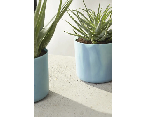 Twee Aloe Vera planten in ronde plantenbakken