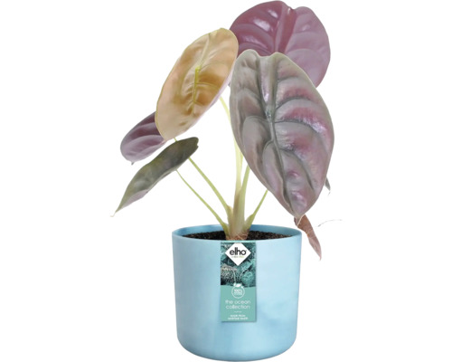 Alocasia plant in blauwe pot