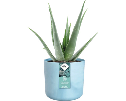 Aloë Vera plant in blauwe pot