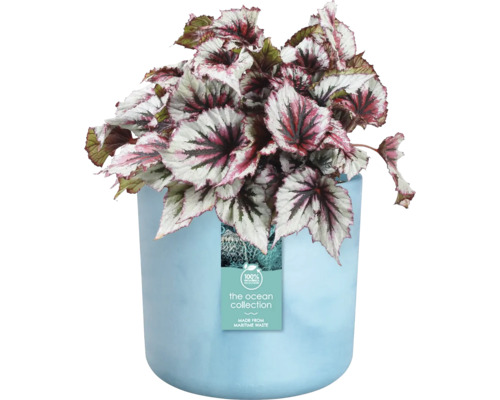 Begonia in pot van gerecycled maritiem afval
