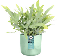 Blauwgroene eikvaren kamerplant in een pot