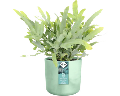 Blauwgroene eikvaren kamerplant in een pot