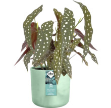 Begonia in een bloempot