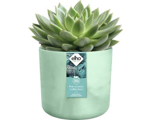 Succulent in bloempot gemaakt van gerecycled maritiem afval, Elho Logo