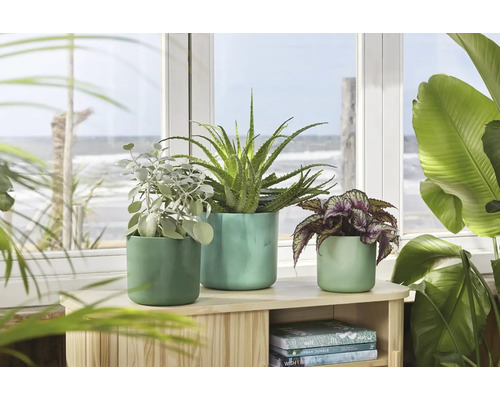 Decoratieve kamerplanten in potten op een houten plank voor een raam