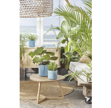 Woonkamer met bank, tafel, verschillende planten en decoraties voor een natuurlijke woonsfeer