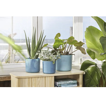 Decoratieve kamerplanten in blauwe bloempotten op een houten plank