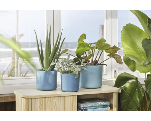 Decoratieve kamerplanten in blauwe bloempotten op een houten plank