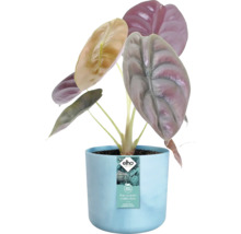 Alocasia kamerplant in blauwe pot uit de Ocean collectie