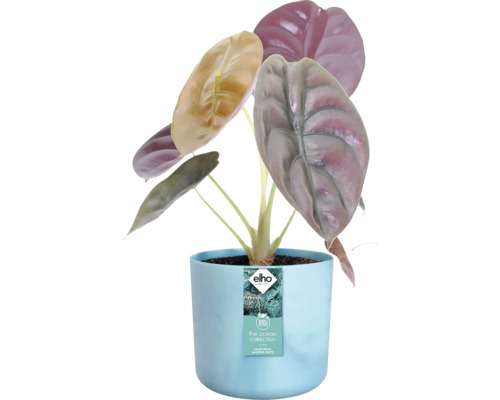 Alocasia kamerplant in blauwe pot uit de Ocean collectie