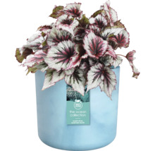 Begonia plant in blauwe pot uit de Ocean Collectie