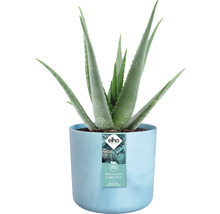 Aloë Vera plant in een lichte pot