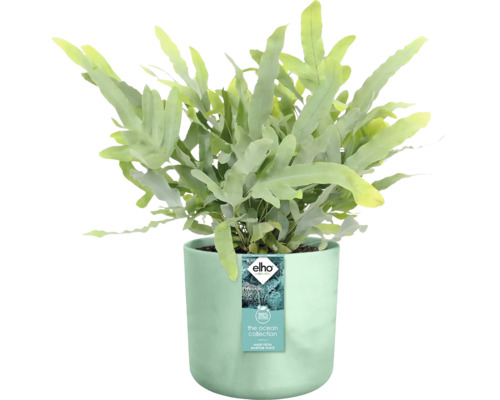 Blauwe varen in plantenbak