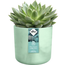 Vetplant in een bloempot van gerecycled zeeafval met het Elho logo.