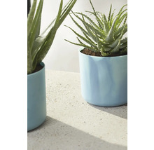 Twee Aloë Vera planten in lichte potten