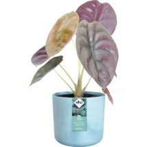 Alocasia plant in een pot