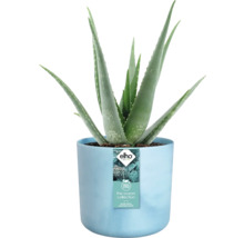 Aloë Vera plant in lichtblauwe pot