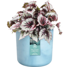 Begonia in een pot gemaakt van gerecycled maritiem afval