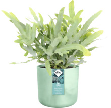Blauwe varen in een plantenbak