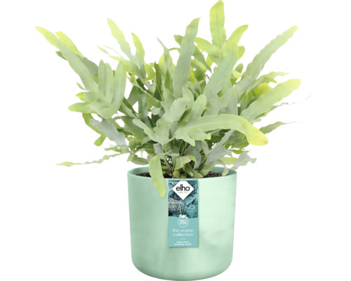 Blauwe varen in een plantenbak