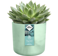 Succulent in een pot van gerecycled zeeafval