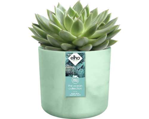 Succulent in een pot van gerecycled zeeafval