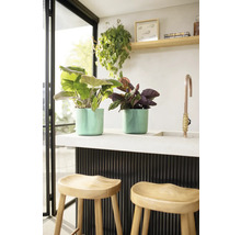 Lichte scène met twee planten in potten op een aanrecht en twee krukken eronder.