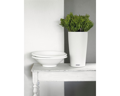 Decoratieve scène met plantenbak, plant en schalen op tafel