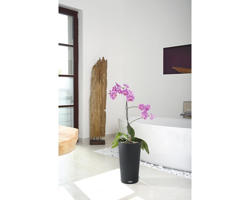 Badkamer met orchidee in zwarte plantenbak