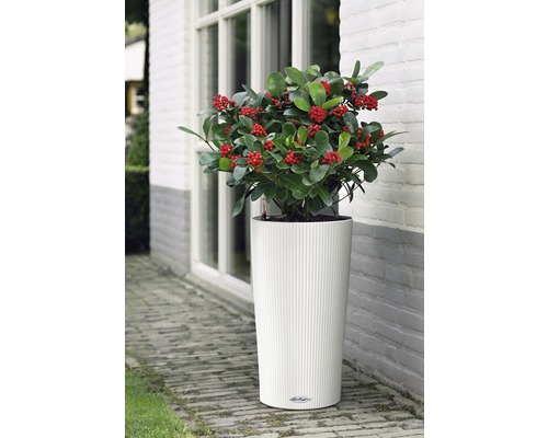 Plant met rode bessen in een witte plantenbak