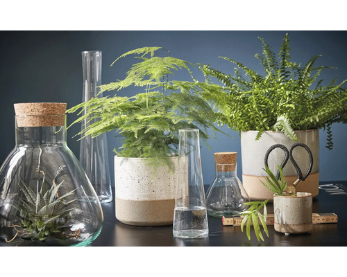 Decoratieve opstelling met planten in potten, glazen vazen en accessoires op een oppervlak