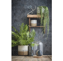 Decoratieve scène met planten, een draadmand, een glazen stolp en een houten plank tegen een donkere muur.