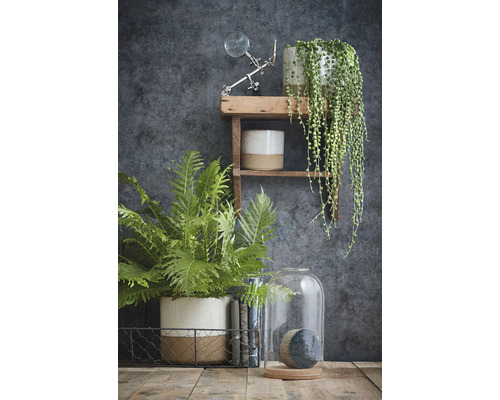Decoratieve scène met planten, een draadmand, een glazen stolp en een houten plank tegen een donkere muur.