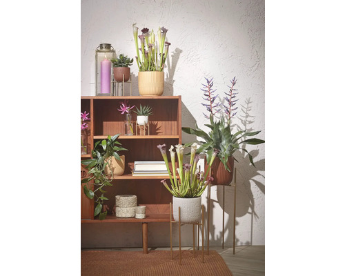 Arrangement met kamerplanten op een houten plank met decoraties zoals kaarsen en manden