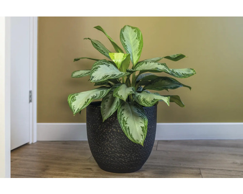 Aglaonema kamerplant in zwarte pot
