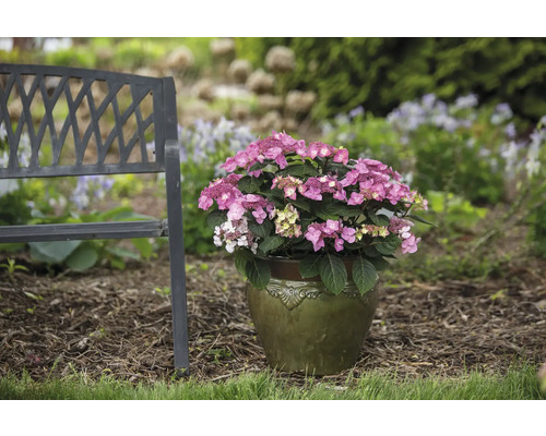 Roze hortensia in pot naast een tuinbank