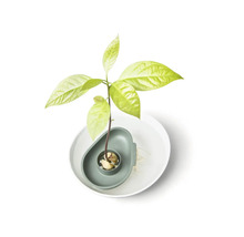 Avocadoplant in waterbak