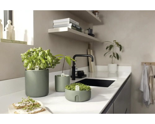 Kruidenpotten met basilicum en spruiten in een keuken