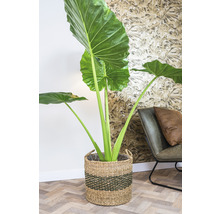 Kamerplant Alocasia in mand